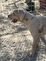 Freya, a female Great Dane for sale in Hutchinson, KS – Photo 3 of 8