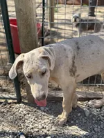 Freya, a female Great Dane for sale in Hutchinson, KS – Photo 4 of 8