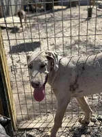 Freya, a female Great Dane for sale in Hutchinson, KS – Photo 5 of 8