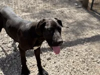 Shelby, a female Great Dane for sale in Hutchinson, KS – Photo 5 of 10