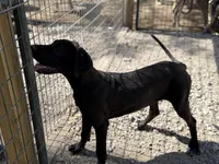 Shelby, a female Great Dane for sale in Hutchinson, KS – Photo 7 of 10