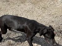 Shelby, a female Great Dane for sale in Hutchinson, KS – Photo 8 of 10