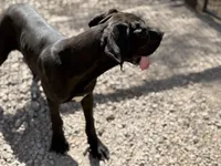 Shelby, a female Great Dane for sale in Hutchinson, KS – Photo 2 of 10