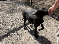 Shelby, a female Great Dane for sale in Hutchinson, KS – Photo 9 of 10