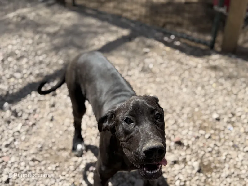Shelby – Great Dane puppy for sale in Hutchinson, KS