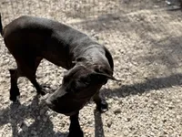 Shelby, a female Great Dane for sale in Hutchinson, KS – Photo 4 of 10