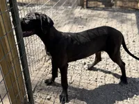 Shelby, a female Great Dane for sale in Hutchinson, KS – Photo 6 of 10