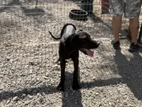 Shelby, a female Great Dane for sale in Hutchinson, KS – Photo 10 of 10