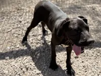 Shelby, a female Great Dane for sale in Hutchinson, KS – Photo 3 of 10