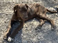 Griffin, a male Great Dane for sale in Hutchinson, KS – Photo 9 of 9