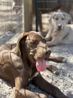 Griffin, a male Great Dane for sale in Hutchinson, KS – Photo 2 of 9