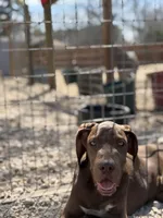 Griffin, a male Great Dane for sale in Hutchinson, KS – Photo 3 of 9