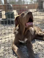 Griffin, a male Great Dane for sale in Hutchinson, KS – Photo 4 of 9