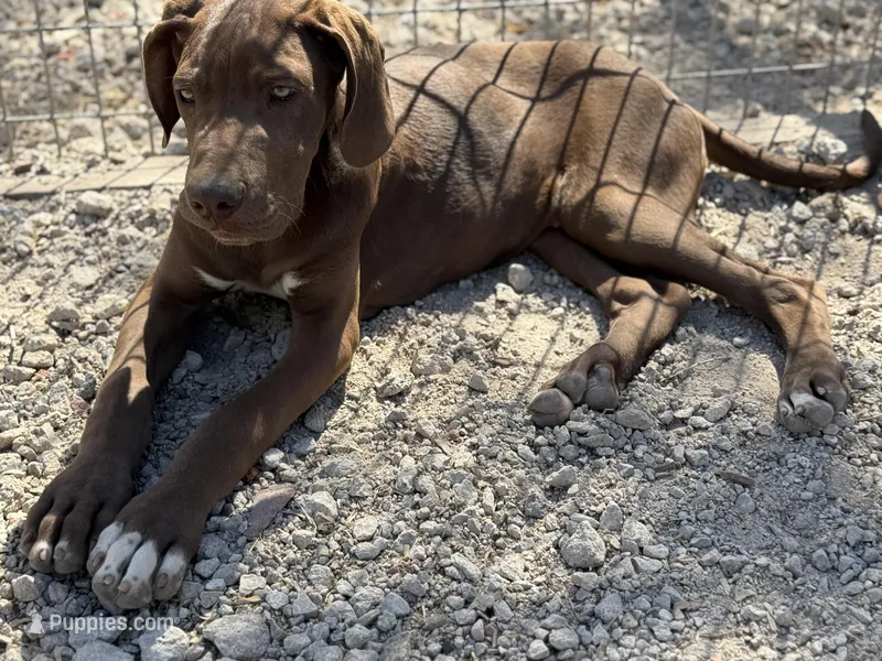 Griffin – Great Dane puppy for sale in Hutchinson, KS
