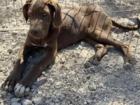 Griffin, a male Great Dane for sale in Hutchinson, KS – Photo 1 of 9