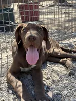 Griffin, a male Great Dane for sale in Hutchinson, KS – Photo 6 of 9