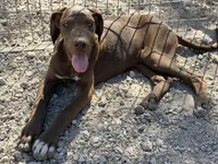 Griffin, a male Great Dane for sale in Hutchinson, KS – Photo 8 of 9