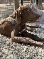 Griffin, a male Great Dane for sale in Hutchinson, KS – Photo 5 of 9