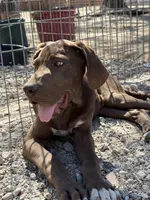 Griffin, a male Great Dane for sale in Hutchinson, KS – Photo 7 of 9