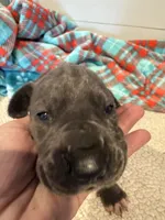 Georgia, a female Great Dane for sale in Hutchinson, KS – Photo 10 of 10