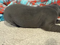 Georgia, a female Great Dane for sale in Hutchinson, KS – Photo 8 of 10