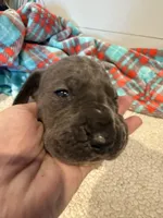 Georgia, a female Great Dane for sale in Hutchinson, KS – Photo 3 of 10