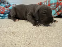 Georgia, a female Great Dane for sale in Hutchinson, KS – Photo 1 of 10