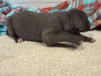 Georgia, a female Great Dane for sale in Hutchinson, KS – Photo 4 of 10