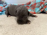 Georgia, a female Great Dane for sale in Hutchinson, KS – Photo 5 of 10