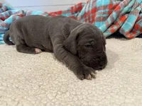 Georgia, a female Great Dane for sale in Hutchinson, KS – Photo 7 of 10