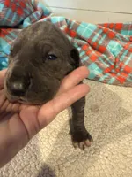 Georgia, a female Great Dane for sale in Hutchinson, KS – Photo 6 of 10