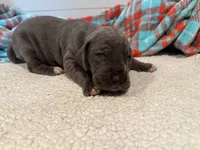 Georgia, a female Great Dane for sale in Hutchinson, KS – Photo 9 of 10