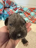 Georgia, a female Great Dane for sale in Hutchinson, KS – Photo 2 of 10