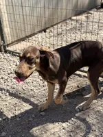 Ginger, a female Great Dane for sale in Hutchinson, KS – Photo 3 of 10