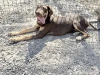 Ginger, a female Great Dane for sale in Hutchinson, KS – Photo 10 of 10