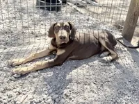 Ginger, a female Great Dane for sale in Hutchinson, KS – Photo 7 of 10