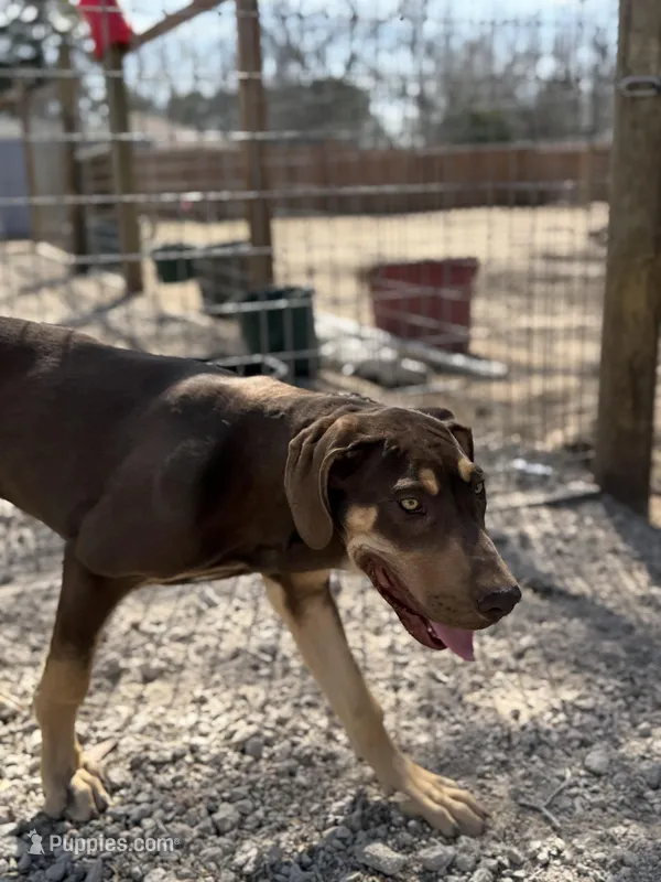 Ginger – Great Dane puppy for sale in Hutchinson, KS