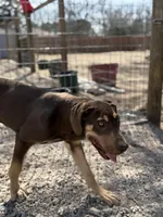 Ginger, a female Great Dane for sale in Hutchinson, KS – Photo 1 of 10