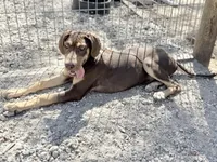 Ginger, a female Great Dane for sale in Hutchinson, KS – Photo 4 of 10