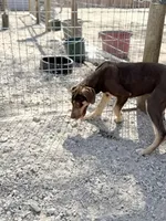 Ginger, a female Great Dane for sale in Hutchinson, KS – Photo 9 of 10