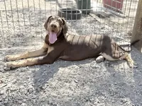 Ginger, a female Great Dane for sale in Hutchinson, KS – Photo 5 of 10