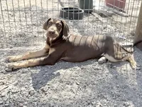 Ginger, a female Great Dane for sale in Hutchinson, KS – Photo 6 of 10