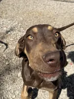 Ginger, a female Great Dane for sale in Hutchinson, KS – Photo 2 of 10