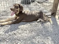 Ginger, a female Great Dane for sale in Hutchinson, KS – Photo 8 of 10