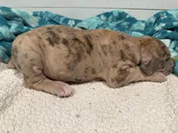 Godfrey, a male Great Dane for sale in Hutchinson, KS – Photo 2 of 10