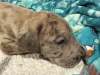 Godfrey, a male Great Dane for sale in Hutchinson, KS – Photo 3 of 10