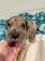 Godfrey, a male Great Dane for sale in Hutchinson, KS – Photo 9 of 10