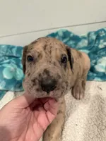 Godfrey, a male Great Dane for sale in Hutchinson, KS – Photo 6 of 10