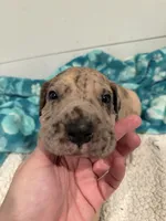 Godfrey, a male Great Dane for sale in Hutchinson, KS – Photo 4 of 10