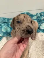 Godfrey, a male Great Dane for sale in Hutchinson, KS – Photo 8 of 10